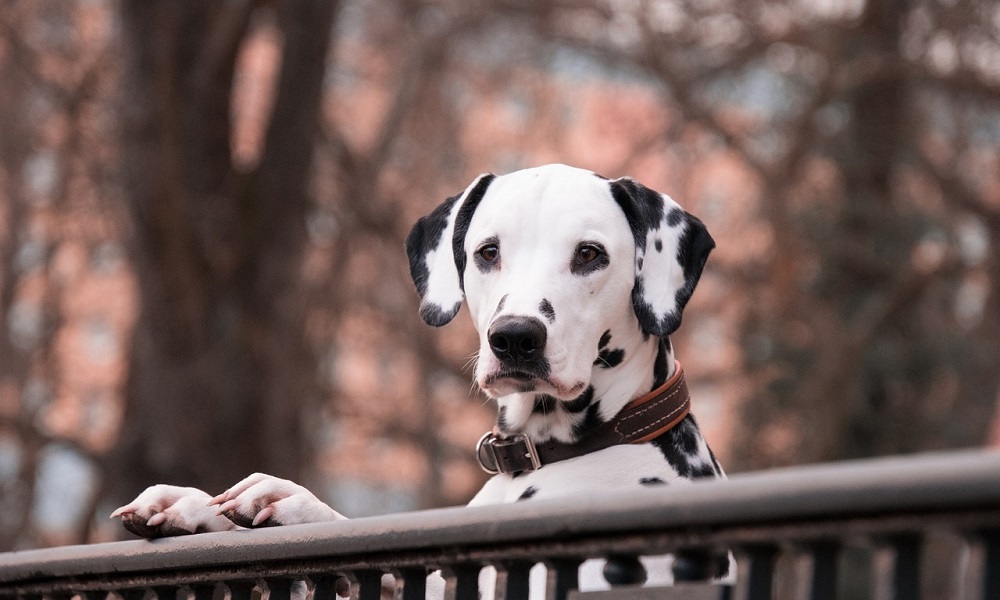 Yanlış: "Köpekler kendini eğitir, profesyonel eğitim gerekmez."