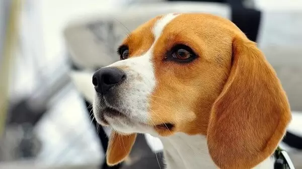 Yanlış: "Dişi köpekler bir kez doğum yapmalı."