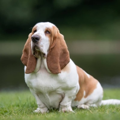 Yanlış: "Köpekler insan yiyecekleriyle beslenebilir."