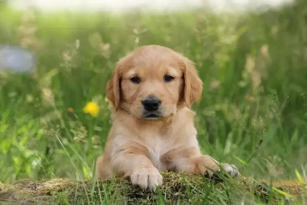Yanlış: "Kuyruk sallayan bir köpek mutlaka dostçadır."