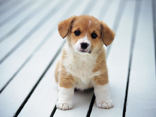 Yanlış: "Köpekler 1 insan yılına karşılık 7 köpek yılı yaşar."